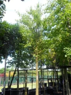 Zwarte Moerbei Als Boom (Morus Nigra) -Tuinplantenwinkel morus nigra 30 35ho c500