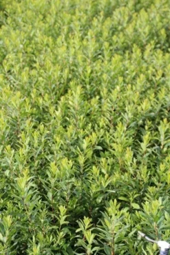 Gagel (Myrica Gale) -Tuinplantenwinkel myrica gale 1