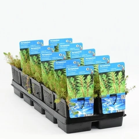 Diamantkruid (Myriophyllum 'Red Stem') 2 Diamantkruid (Myriophyllum 'Red Stem') - Afbeelding 2