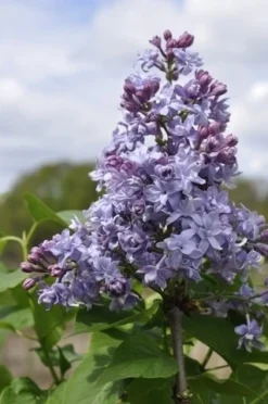 Sering (Syringa Vulgaris 'Nadezhda')