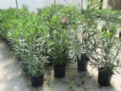Roze Oleander (Nerium Oleander) -Tuinplantenwinkel nerium 60 80