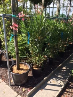 Roze Oleander (Nerium Oleander) -Tuinplantenwinkel nerium oleander c20