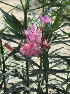 Roze Oleander (Nerium Oleander) -Tuinplantenwinkel nerium roze