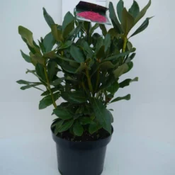 Rhododendron (Rhododendron 'Nova Zembla') -Tuinplantenwinkel nova zembla c5 voor