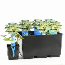 Gele Plomp (Nuphar Lutea) 6 Gele Plomp (Nuphar Lutea) -Tuinplantenwinkel nuphar lutea 20170630103032