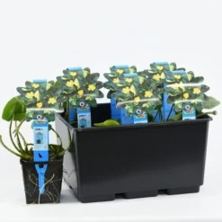 Gele Plomp (Nuphar Lutea) 7 Gele Plomp (Nuphar Lutea) -Tuinplantenwinkel nuphar lutea variegata 20180404193138