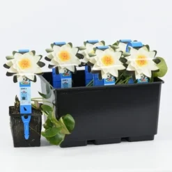 Waterlelie (Nymphaea 'Alba') 6 Waterlelie (Nymphaea 'Alba') -Tuinplantenwinkel nymphaea alba 20180404185113