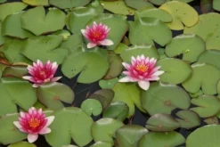 Waterlelie (Nymphaea 'Attraction') -Tuinplantenwinkel nymphaea attraction 2