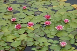 Waterlelie (Nymphaea 'Attraction') -Tuinplantenwinkel nymphaea attraction 3