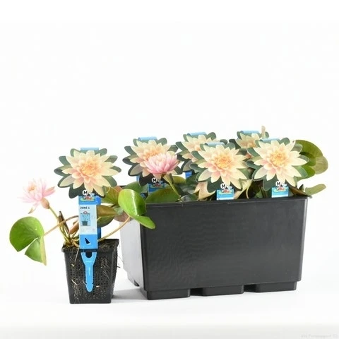 Waterlelie (Nymphaea 'Colorado') 1 Waterlelie (Nymphaea 'Colorado')