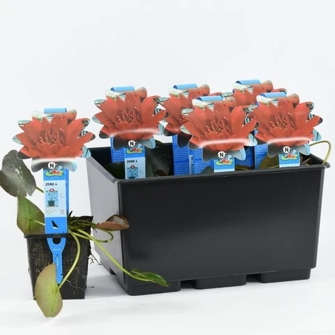 Waterlelie (Nymphaea 'Escarboucle') 1 Waterlelie (Nymphaea 'Escarboucle')