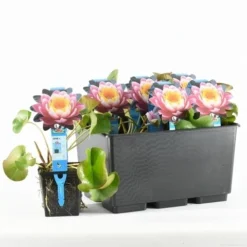 Waterlelie Fabiola (Nymphea 'Fabiola') -Tuinplantenwinkel nymphaea fabiola 20170629101935