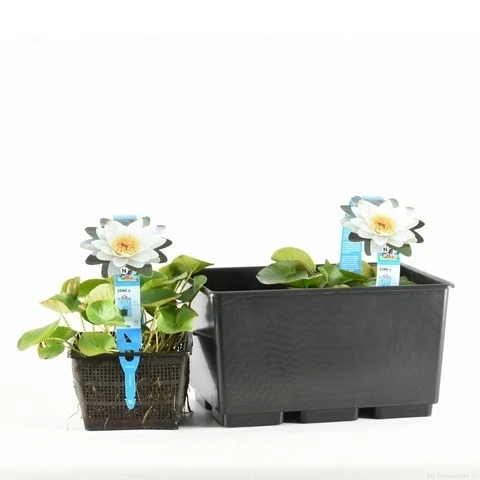 Waterlelie (Nymphaea 'Gladstoniana') 2 Waterlelie (Nymphaea 'Gladstoniana') - Afbeelding 2