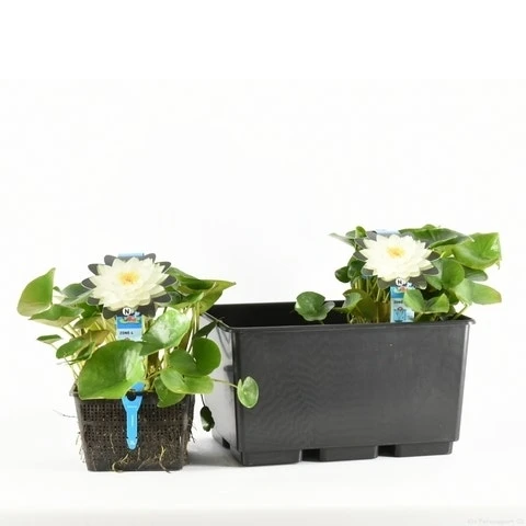 Waterlelie (Nymphaea 'Gonnere') 1 Waterlelie (Nymphaea 'Gonnere')