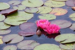 Waterlelie (Nymphaea 'James Brydon') -Tuinplantenwinkel nymphaea james brydon 1