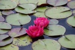 Waterlelie (Nymphaea 'James Brydon') -Tuinplantenwinkel nymphaea james brydon 3