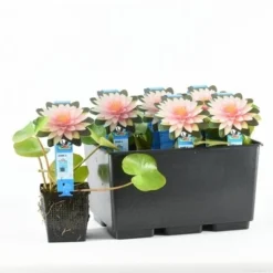 Waterlelie (Nymphaea 'Madame Wilfron Gonnere') 5 Waterlelie (Nymphaea 'Madame Wilfron Gonnere') -Tuinplantenwinkel nymphaea m d wilfron gonnere 20170629102658