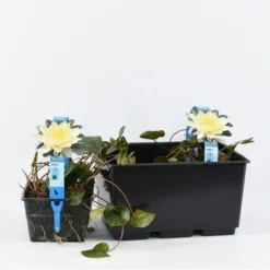 Waterlelie (Nymphaea 'Marliacea Chromatella') 5 Waterlelie (Nymphaea 'Marliacea Chromatella') -Tuinplantenwinkel nymphaea marl. chromatella 3l. 20180409115712