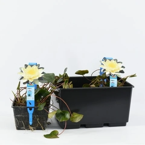 Waterlelie (Nymphaea 'Marliacea Chromatella') 3 Waterlelie (Nymphaea 'Marliacea Chromatella') - Afbeelding 3