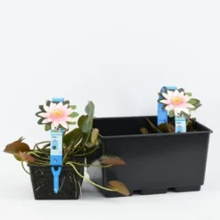 Waterlelie (Nymphaea 'Marliacea Carnea') 5 Waterlelie (Nymphaea 'Marliacea Carnea') -Tuinplantenwinkel nymphaea marliacea carnea 3l 20180409120016