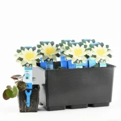 Waterlelie (Nymphaea 'Pygmaea Helvola') -Tuinplantenwinkel nymphaea pygmaea helvola 20170630103528