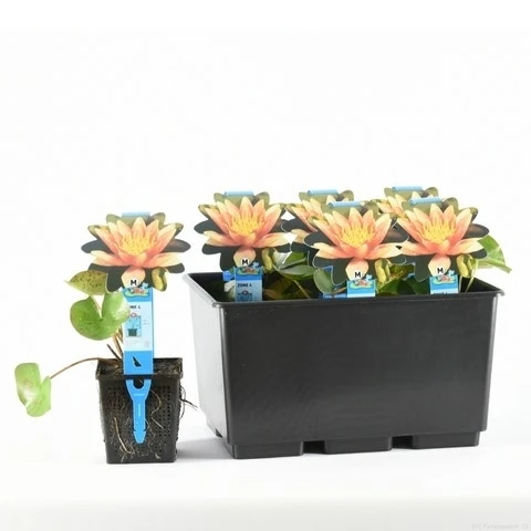 Waterlelie (Nymphaea 'Sioux') 1 Waterlelie (Nymphaea 'Sioux')