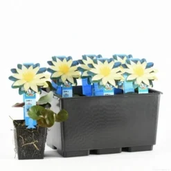 Waterlelie (Nymphaea 'Sulphurea') -Tuinplantenwinkel nymphaea sulphurea 20170630103836