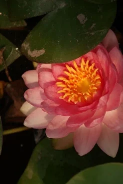 Waterlelie Fabiola (Nymphea 'Fabiola') -Tuinplantenwinkel nymphea fabiola aqua sifra 4 65 1