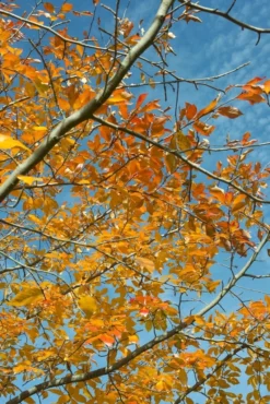 Tupelo Struik (Nyssa Sylvatica)