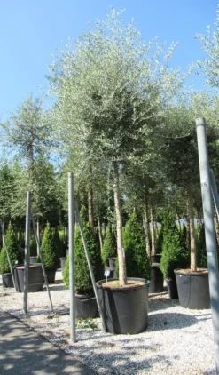 Olijfboom (Olea Europaea ) -Tuinplantenwinkel olea
