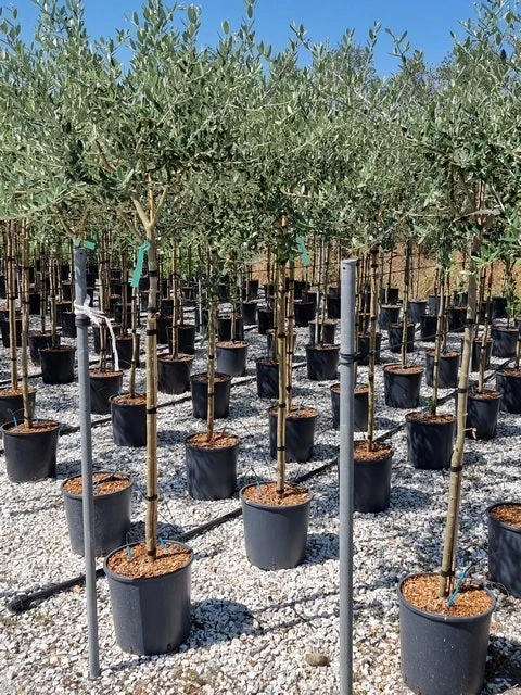 Olijf Als Halfstam (Olea Europaea 'leccino') 1 Olijf Als Halfstam (Olea Europaea 'leccino')