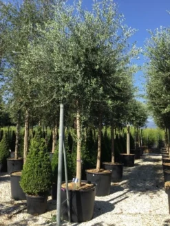 Olijfboom (Olea Europaea ) -Tuinplantenwinkel olea europea 25 30 1