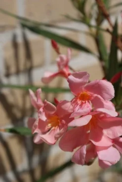 Roze Oleander (Nerium Oleander) -Tuinplantenwinkel oleander 5