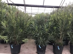 Smalbladige Oleander (Nerium Oleander 'Papa Gambetta') -Tuinplantenwinkel oleanderpapagambetta 1
