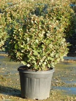 Olijfwilg Als Bol (Elaeagnus Ebbingei 'Compacta')