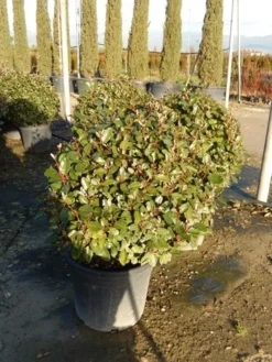 Olijfwilg Als Bol (Elaeagnus Ebbingei 'Compacta') -Tuinplantenwinkel olijfwilg bollen 6070cm 2