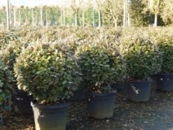 Olijfwilg Als Bol (Elaeagnus Ebbingei 'Compacta') -Tuinplantenwinkel olijfwilg bollen 6070cm 4 1