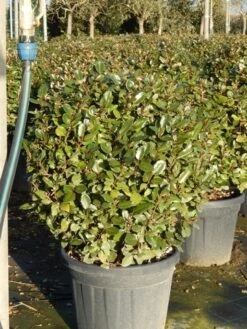 Olijfwilg Als Bol (Elaeagnus Ebbingei 'Compacta') -Tuinplantenwinkel olijfwilg bollen 6070cm 5 2