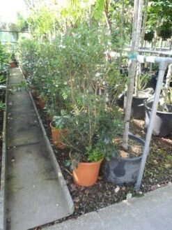 Schijnhulst (Osmanthus Heterophyllus) -Tuinplantenwinkel osmanthus heterophyllus c10