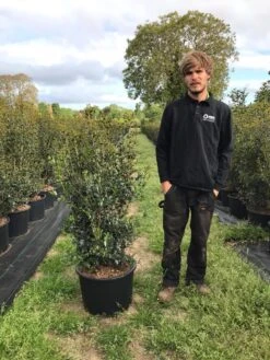 Schijnhulst (Osmanthus Heterophyllus) -Tuinplantenwinkel osmanthus heterophyllus h100120cm