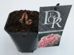 Pioenroos (Paeonia 'Sarah Bernhardt') -Tuinplantenwinkel paeonia sarah bernhardt v1