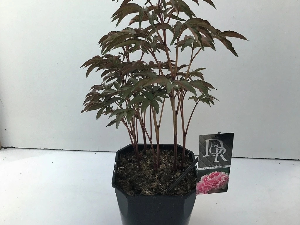 Pioenroos (Paeonia 'Sarah Bernhardt') 2 Pioenroos (Paeonia 'Sarah Bernhardt') - Afbeelding 2