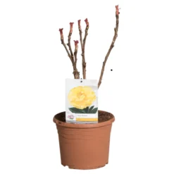 Gele Boompioen (Paeonia Suffruticosa) -Tuinplantenwinkel paeonia suff. geel c5 2