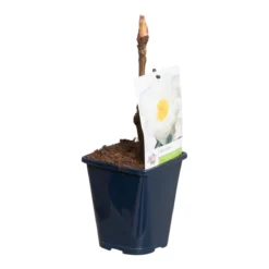 Witte Boompioen (Paeonia Suffruticosa) -Tuinplantenwinkel paeonia suff. wit p11 2