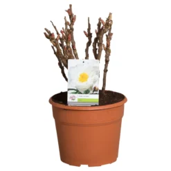 Witte Boompioen (Paeonia Suffruticosa) -Tuinplantenwinkel paeonia suffruticosa wit c12 2