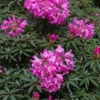 Rhododendron (Rhododendron 'Graziella')