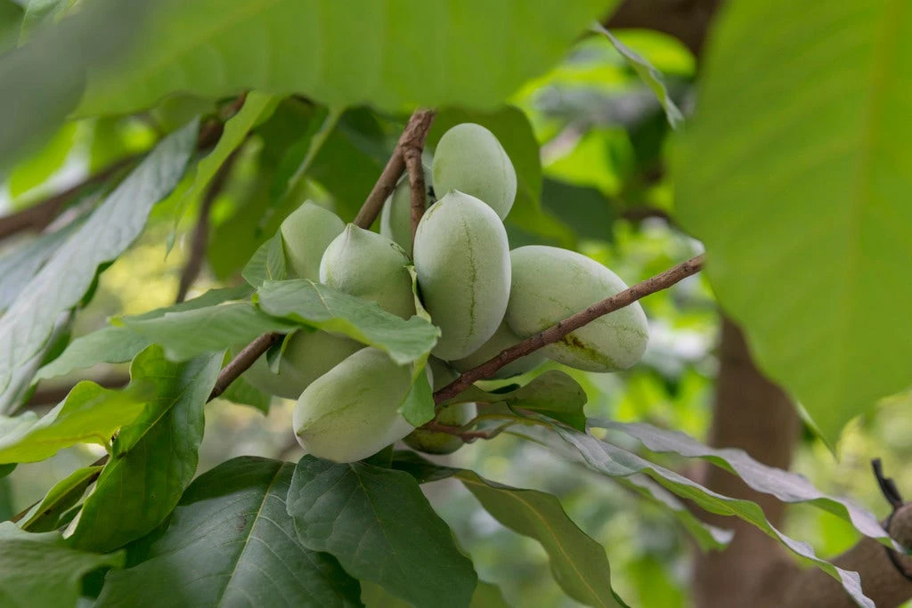 Pawpaw (Asimina Triloba) 2 Pawpaw (Asimina Triloba) - Afbeelding 2