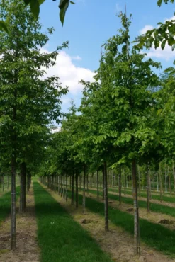 Grote Parrotia (Parrotia Persica) -Tuinplantenwinkel parrotia persica s 18 20