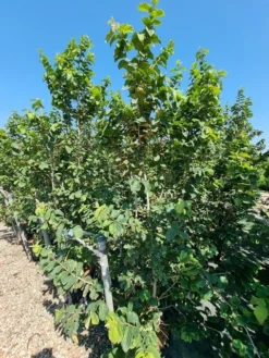 Perzisch IJzerhout Als Struik (Parrotia Persica) -Tuinplantenwinkel parrotia persica 1