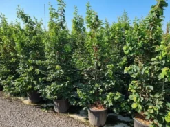 Perzisch IJzerhout Als Struik (Parrotia Persica) -Tuinplantenwinkel parrotia persica 200250 cm 1